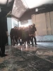 کارگاه تخصصی بازیگری تئاتر