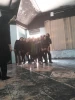 کارگاه تخصصی بازیگری تئاتر