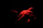 نمایش«گل» 
عکس: آمنه طاهر زاده